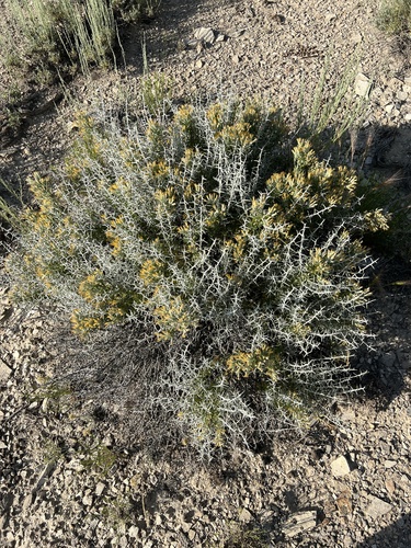 Image of Tetradymia nuttallii by no rights reserved