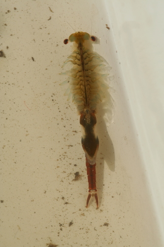 Chirocephalus diaphanus