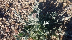 Nerisyrenia camporum