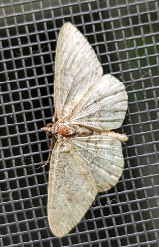 Porcelain Gray (Protoboarmia porcelaria)