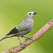 Palm Tanager - Photo (c) Greg Lasley, some rights reserved (CC BY-NC), uploaded by Greg Lasley