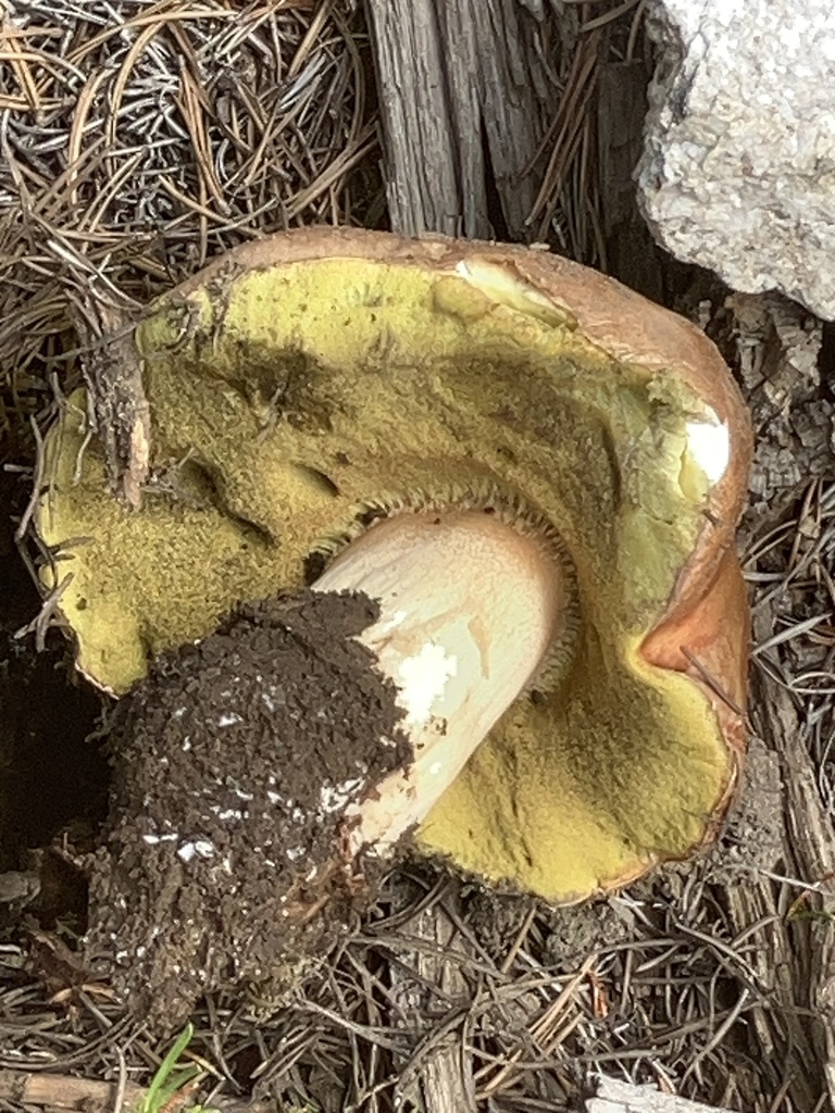 Spring King Bolete from Sawtooth National Forest, Challis, ID, US on