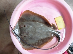 Bennett's Stingray photo 4