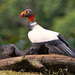 King Vulture - Photo (c) Greg Lasley, some rights reserved (CC BY-NC)