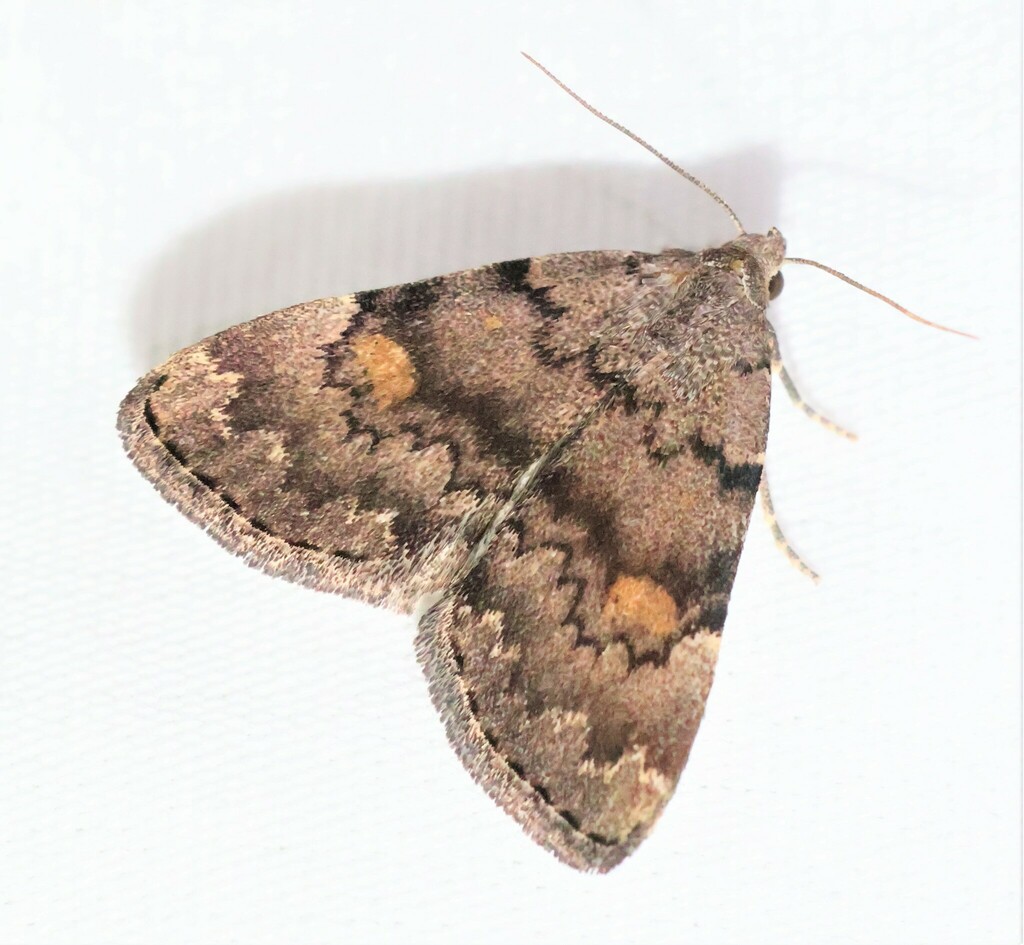 Pale-winged Idia Moth from 4100 Snaffle Bit Rd, Lebanon, IN 46052, USA ...