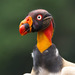 King Vultures - Photo (c) Greg Lasley, some rights reserved (CC BY-NC), uploaded by Greg Lasley