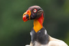 Birds - Photo (c) Greg Lasley, some rights reserved (CC BY-NC), uploaded by Greg Lasley