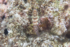 Glyptoparus delicatulus