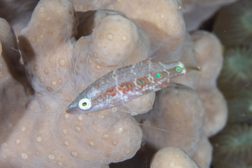 Oxycheilinus arenatus observed 2018-12-08