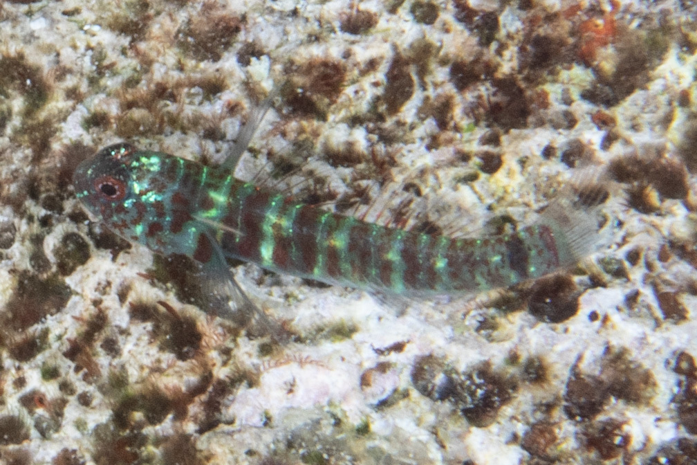 Barred Eviota