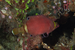 Sharpnose Wrasse photo 5