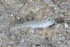 Valenciennea puellaris