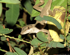 Anolis mariarum