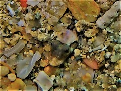 Barred Sand Burrower photo 4