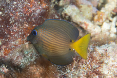 Ctenochaetus binotatus