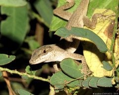 Anolis mariarum