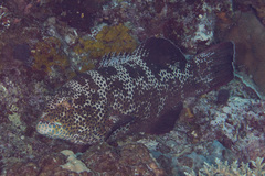 Plectropomus areolatus