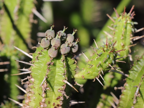 Euphorbia mammillaris
