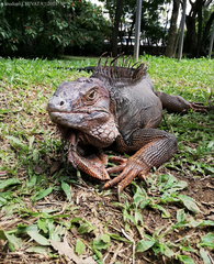 Iguana iguana