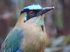 Momotus aequatorialis