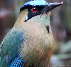 Momotus aequatorialis