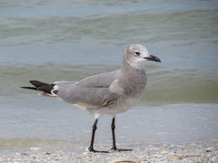 Leucophaeus atricilla megalopterus