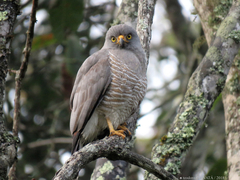 Rupornis magnirostris