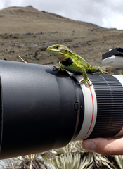 Stenocercus trachycephalus