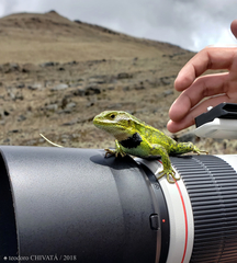 Stenocercus trachycephalus
