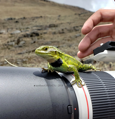 Stenocercus trachycephalus