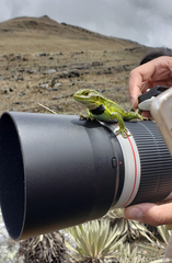 Stenocercus trachycephalus