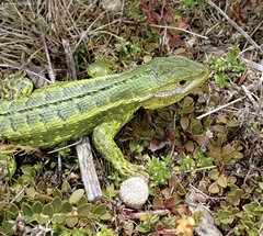 Stenocercus trachycephalus