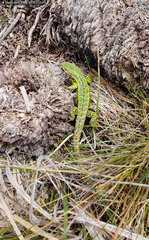 Stenocercus trachycephalus