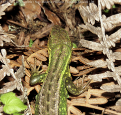 Stenocercus trachycephalus