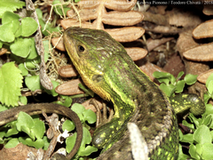 Stenocercus trachycephalus