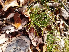 Carex fissa