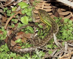 Stenocercus trachycephalus