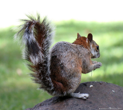 Sciurus aureogaster