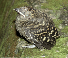 Thamnophilus multistriatus