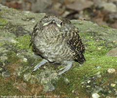 Thamnophilus multistriatus