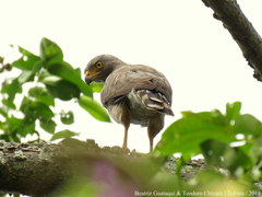 Rupornis magnirostris