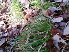 Carex fissa