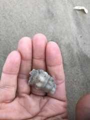 Triplofusus giganteus