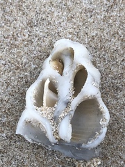 Triplofusus giganteus