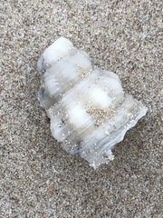 Triplofusus giganteus