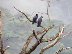 Cyanocorax violaceus