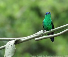 Saucerottia cyanifrons