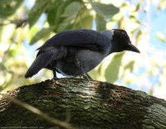 Cyanocorax violaceus