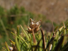 Plantago arborescens image