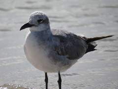 Leucophaeus atricilla megalopterus